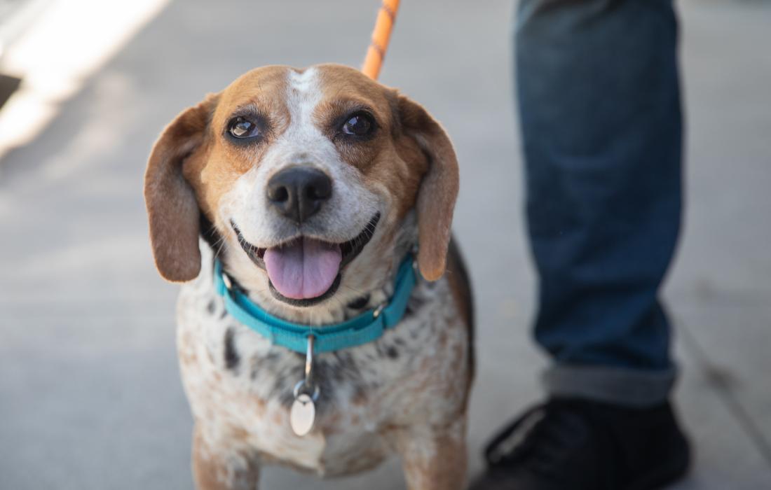 Dog smiling