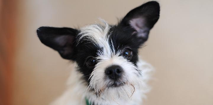 Fluffy black and white terrier puppy