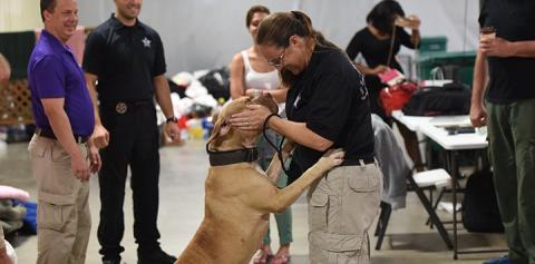 Animal control officer reaching down to give some love to a pit bull terrier type dog