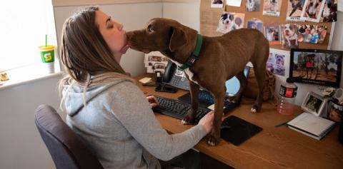 Brown dog standing on desk licking woman in gray sweathshirt&#039;s face