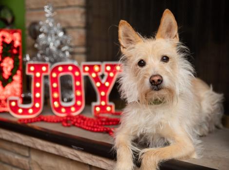 Terrier type dog lying next to a red sign that says JOY and a small silver holiday tree